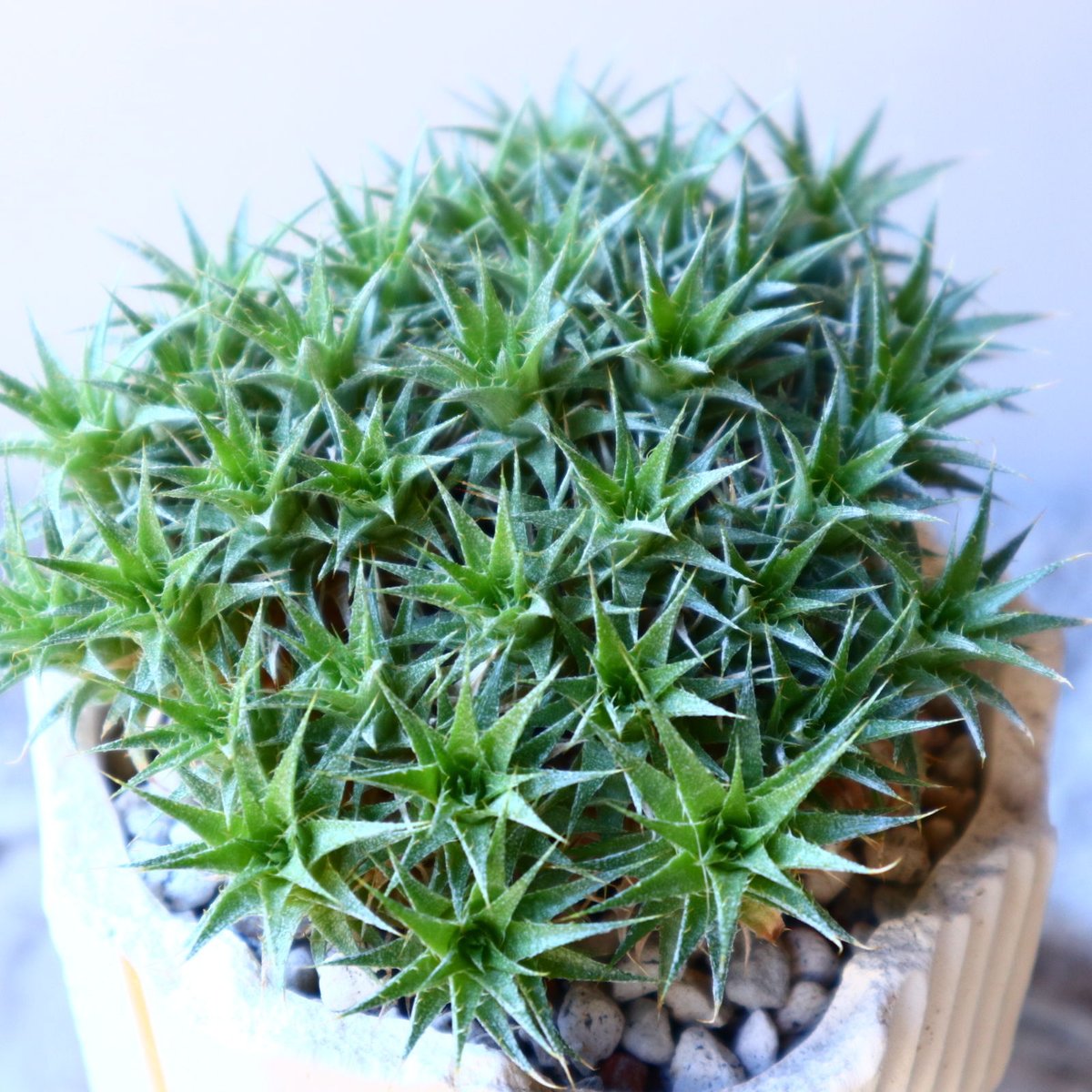デウテロコニア クロランサ Deuterocohnia chlorantha no.