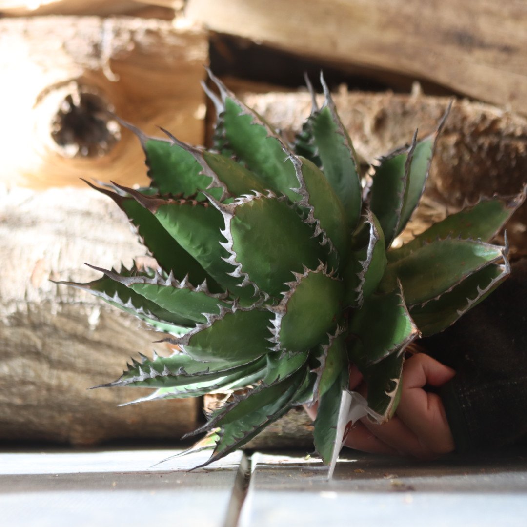 アガベホリダ極上株　Agave horrida No.AHRD011 アガベホリダ極上株 Agave horrida No.AHRD011（U.S. horrida