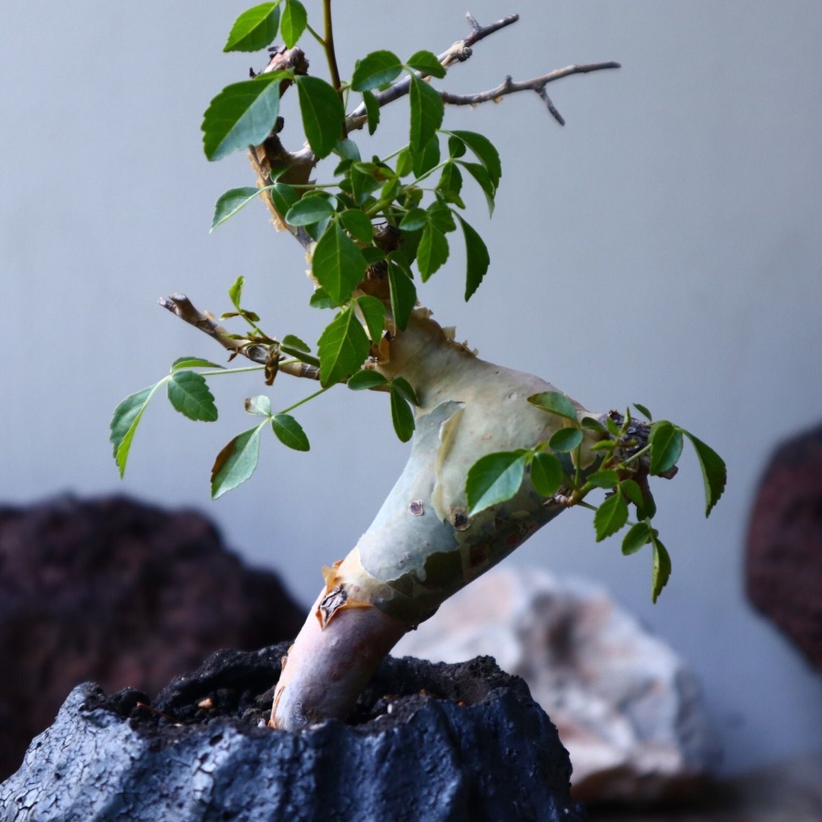 コミフォラ カタフ v.ターカネンシス Commiphora kataf ver.tu コミフォラ カタフ v.ターカネンシス Commiphora kataf ver.tu