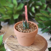 U.S. shawii (Agave shawii) / Style of Chika　no.1215-104