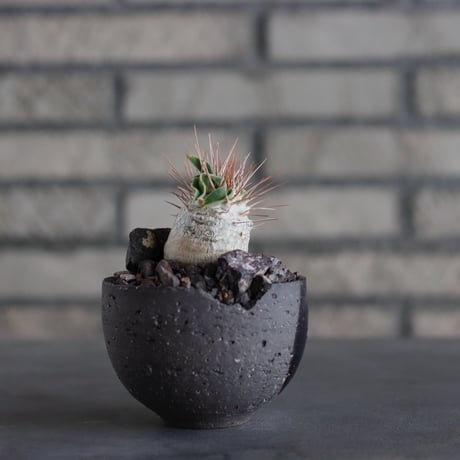 Pachypodiu namaquanum / 光堂 × N/OH (3号)  no.817-43