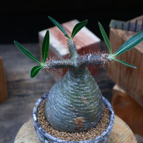 パキポディウム  グラキリス／Pachypodium  gracilius   no.80755