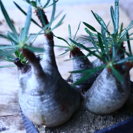 パキポディウム グラキリス　トリプルヘッド   Pachypodium rosulatum var. gracilius no.92731