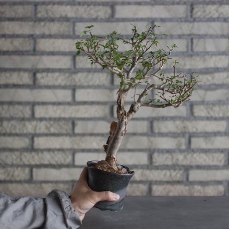 Bursera fagaroides × N/OH (4号)  no.524/5