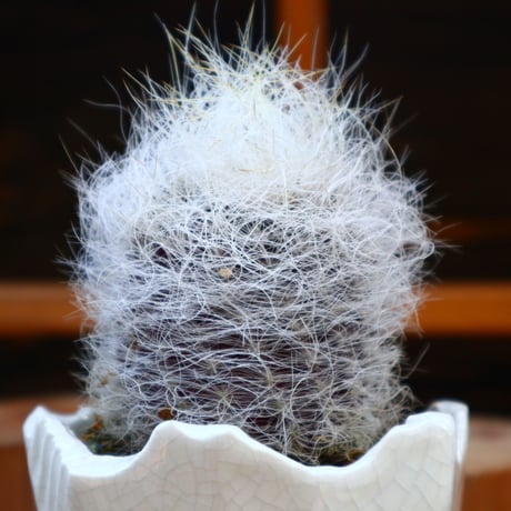 エリオシケ 白翁玉／Eriosyce nidus var. geocephala.  no.605104
