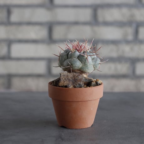 Thelocactus hexaedrophorus v. fossulatus (緋冠竜) × YAMABACHI (3号)  no.614/10