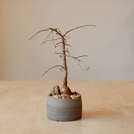 Operculicarya decaryi × N/OH (3.5号)  no.125/19