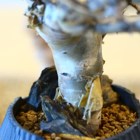 Commiphora wightii × N/OH   no.20423