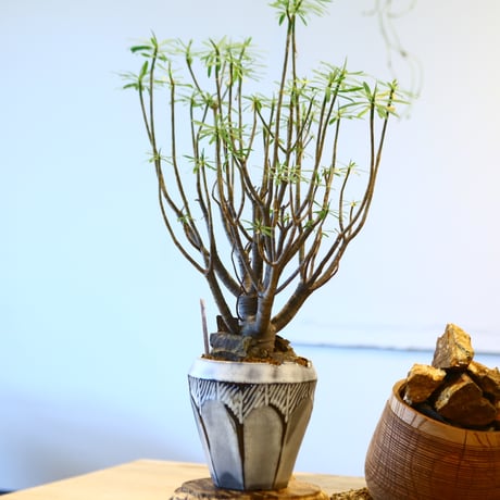 N/OH × Euphorbia balsamifera  no.41491