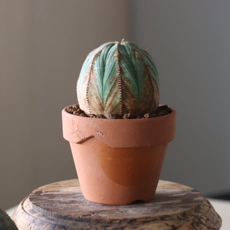 Euphorbia obesa × YAMABACHI var. N/OH  no.905-23