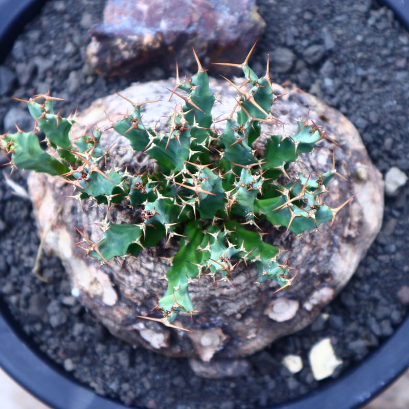 ユーフォルビア クラビゲラ Euphorbia clavigera no.41816