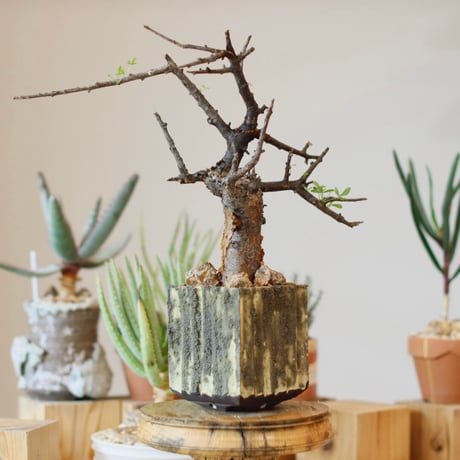 Commiphora foliacea  × soso(3.5号)  no.1214/50