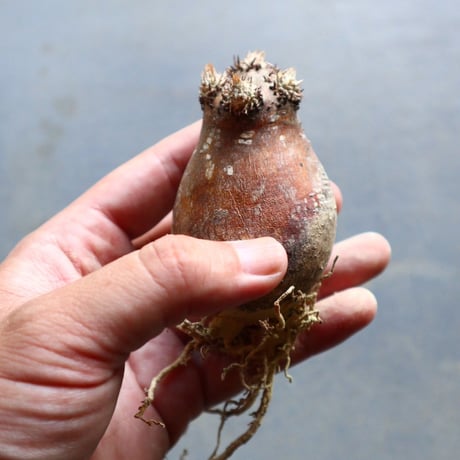 パキポディウム グラキリス 抜苗  Pachypodium rosulatum var. gracilius no.92913