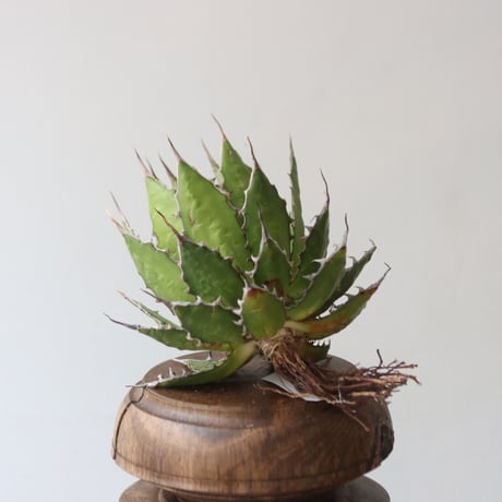 U.S. horrida (Agave horrida) / Style of Chika　no.1227-19