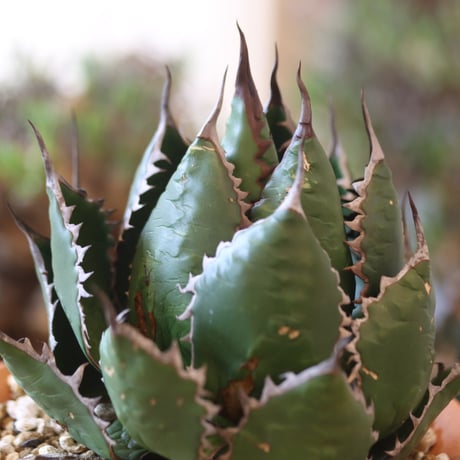 Agave horrida × N/OH   no.818110