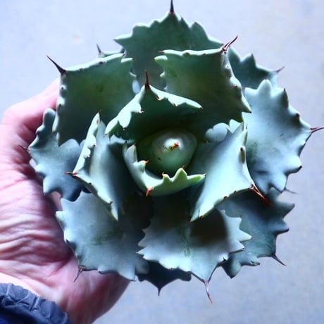 アガベ イシスメンシス   Agave Isthmensis   no.20902