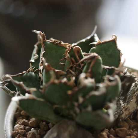 Agave titanota filigree Devil × YAMABACHI var. 中川智治  no.914-18