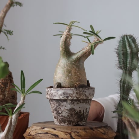 Pachypodium gracilius × YAMABACHI var. takero pot    no.51222