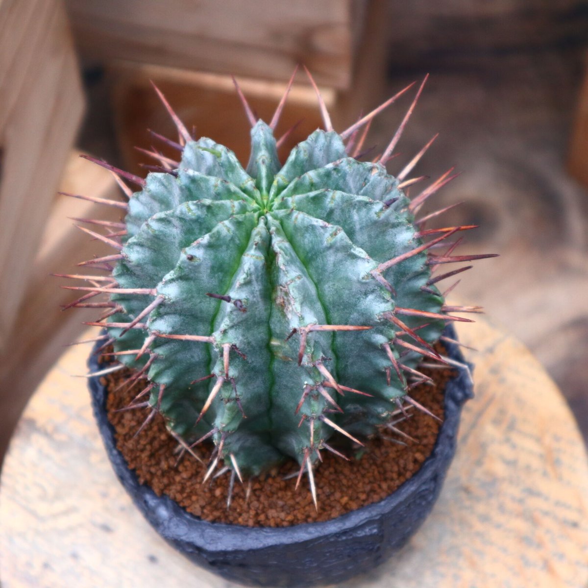 ユーフォルビア ホリダ／Euphorbia horrida no.82827 |