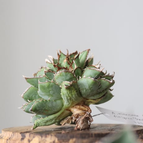 Agave titanota filigree Devil/ Style of Chika　no.42133