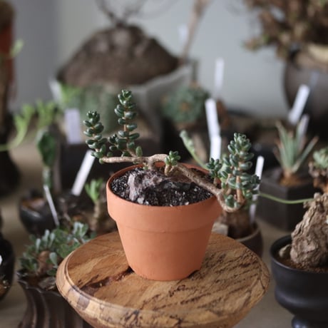 Sedum furfuraceum (玉蓮)  × YAMABACHI   no.1201-27