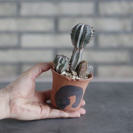 Euphorbia polygona 'Snowflake' × N/OH (3号)  no.510/43