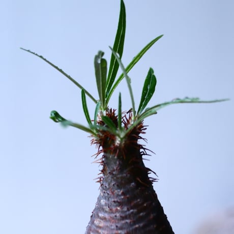 パキポディウム グラキリス   Pachypodium rosulatum var. gracilius no.92734-2