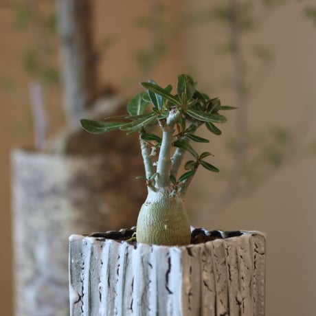 Adenium socotranum × soso   no.82509