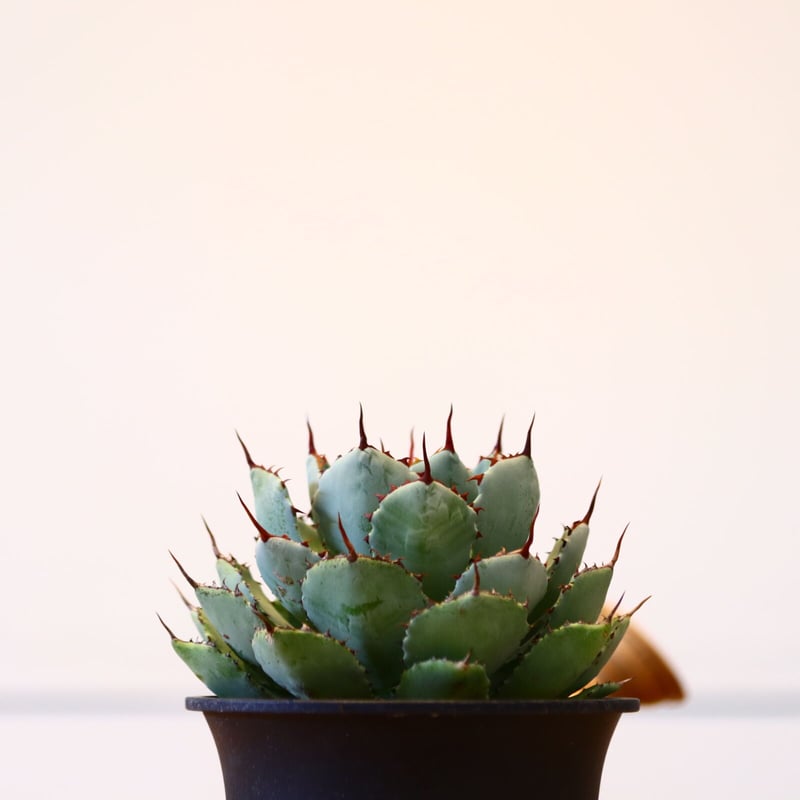 アガベ ポタトラム / Agave potatorum no.42316 | 芽の巣山