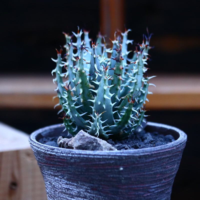 アロエ エリナケア／Aloe melanacantha ssp. var. erinacea