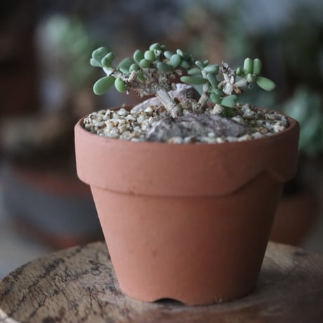 Ceraria pygmaea × YAMABACHI  no1115-31