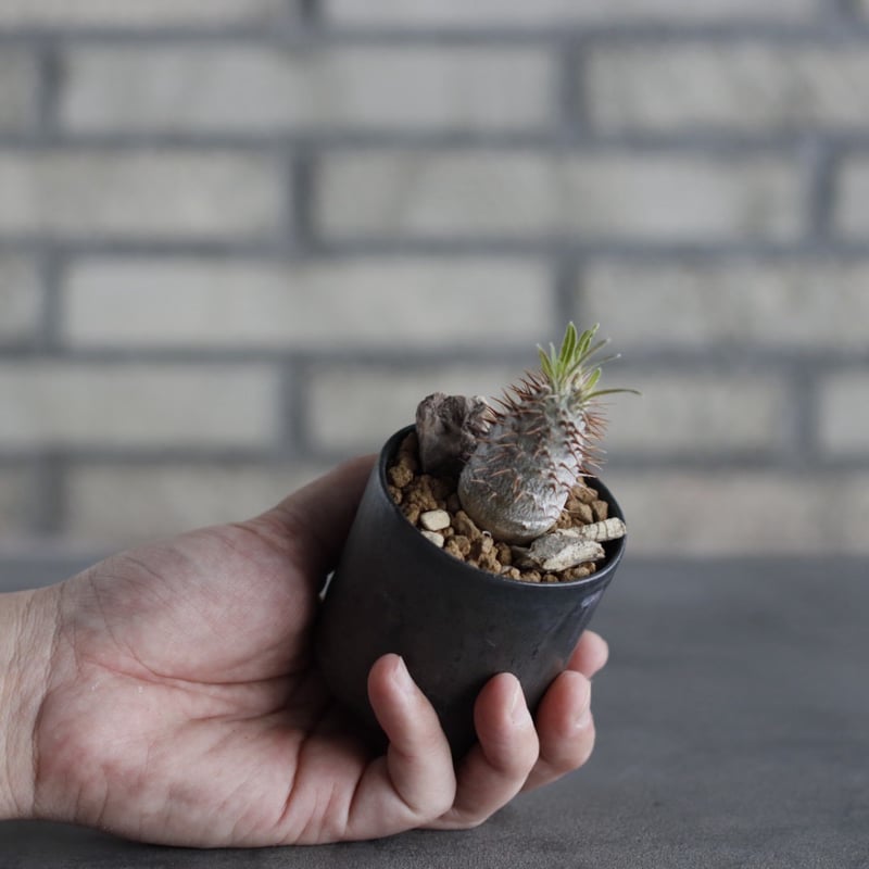 OZWRT Pachypodium Graciliphant グラキリファン Pachypodium gracilius × Kazuhiro Arima (2.5号) n