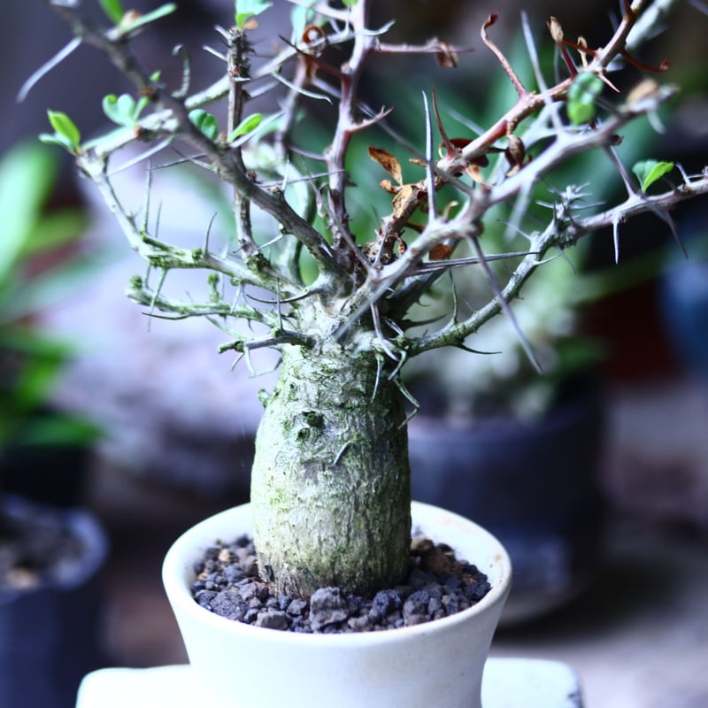 フォークイエリア コルムナリス 観峰玉 Fouquieria columnari no