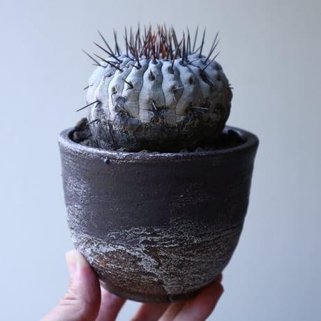 コピアポア 孤竜丸    Copiapoa cinerea var. columna-alba  no.51922