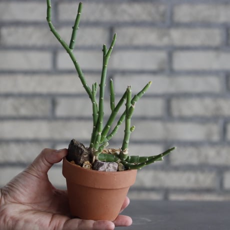 Sarcostemma socotranum × YAMABACHI (3号) no.607/42