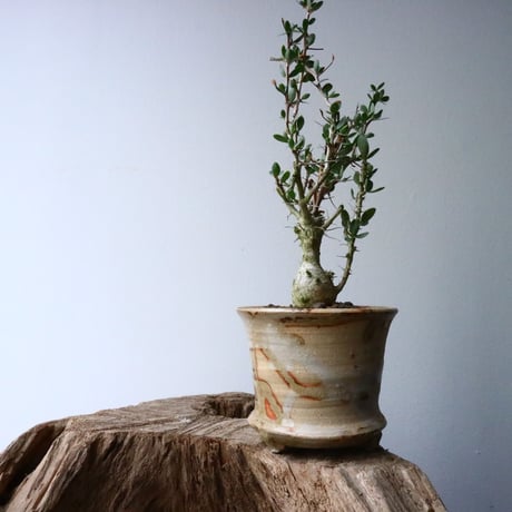 フォークイエリア  コルムナリス  観峰玉 Fouquieria columnari   No.016