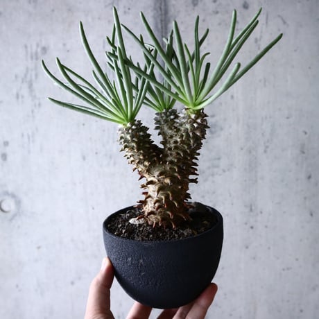 チレコドン   ワリチー     Tylecodon wallichii no.004