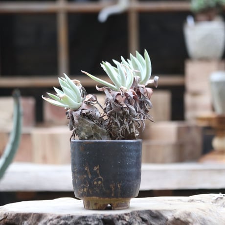 ダドレア クサンチ／ Dudleya xantii  no.111378
