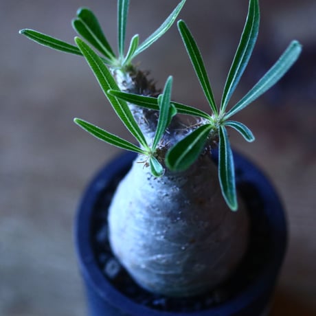 パキポディウム グラキリス   Pachypodium rosulatum var. gracilius no.705-2