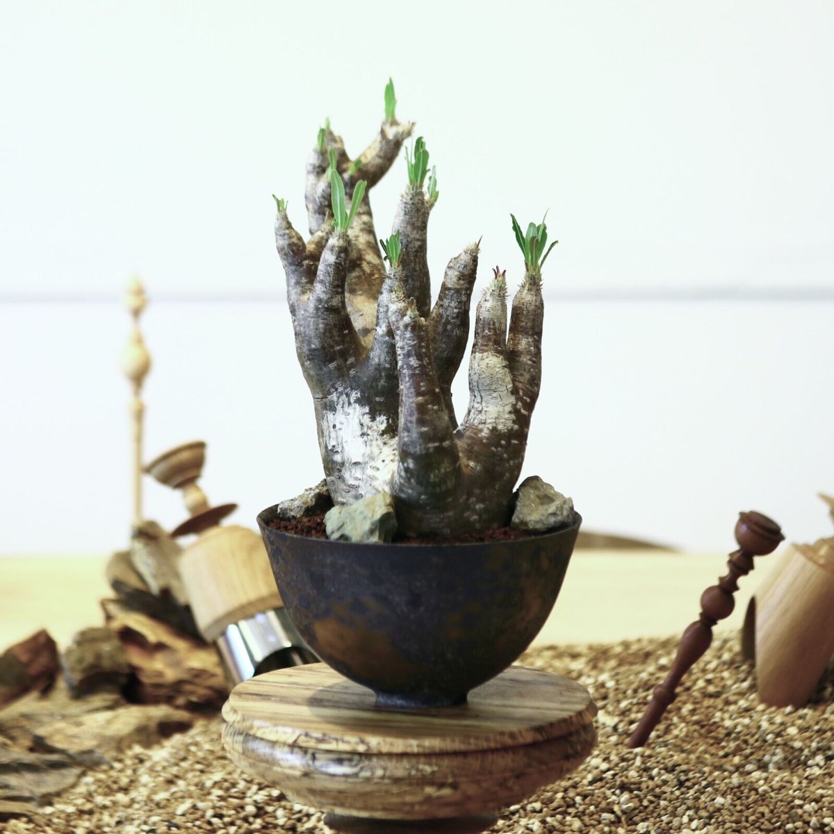 パキポディウム イノピナツム / Pachypodium Inopinatum no.52