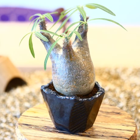 N/OH × Pachypodium  gracilius    no.61832