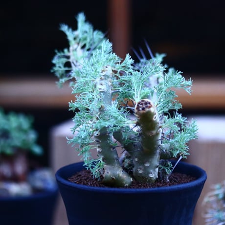 サルコカウロン  ヘレー／Sarcocaulon herrei     no.111436