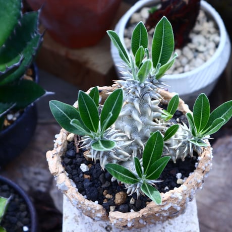 パキポディウム  恵比寿大黒   Pachypodium  Densicaule    no.42524