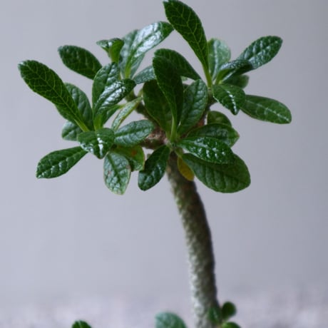 ドルステニア    ギガス   Dorstenia gigas  no.92311