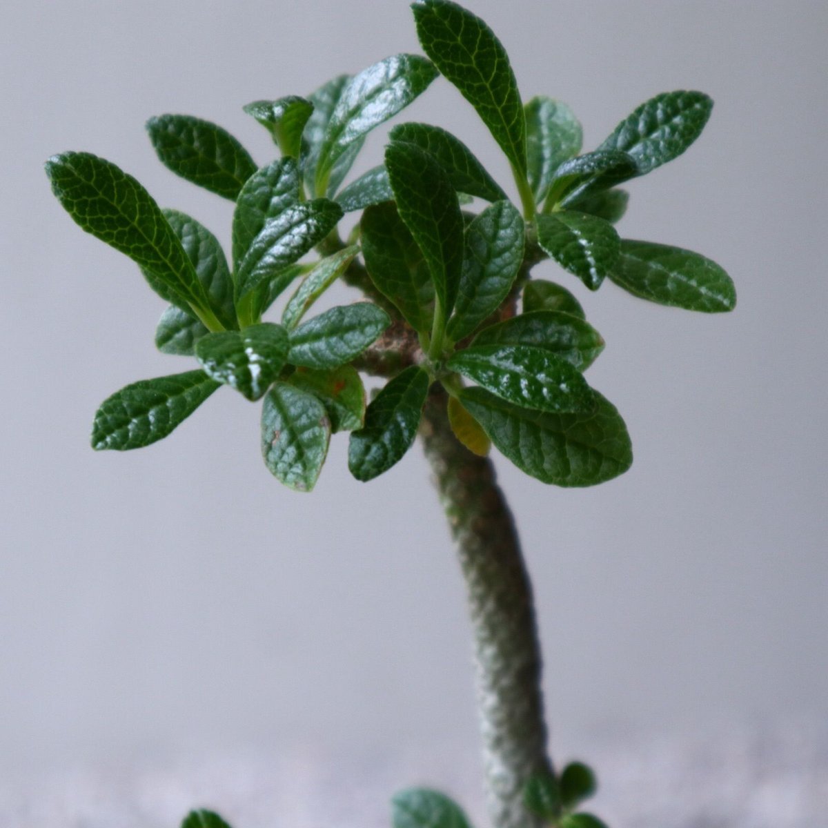 ドルステニア ギガス Dorstenia gigas no.92311 | 芽の巣山