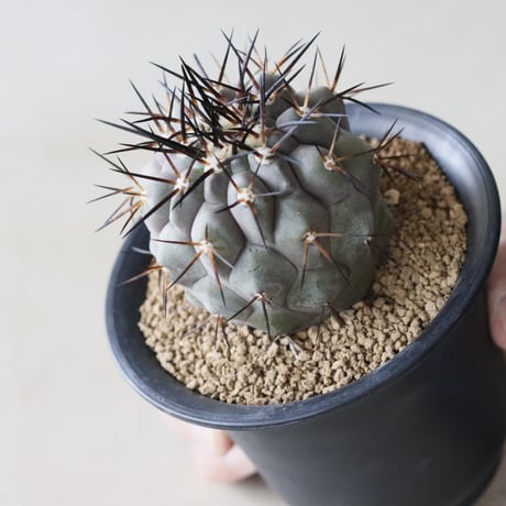 Copiapoa cinerea / 黒王丸 (3.5号鉢)  no.913/40