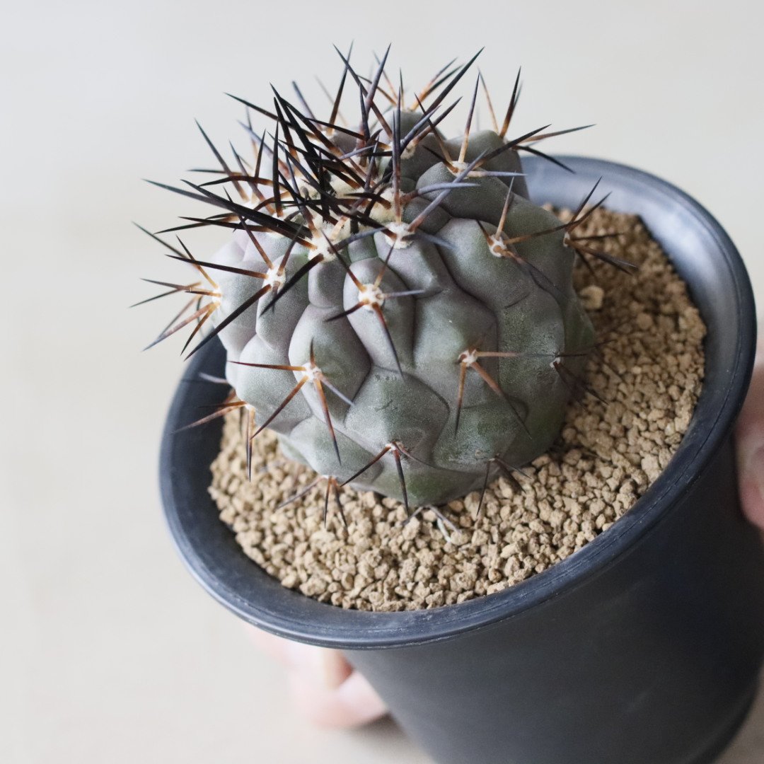 Copiapoa cinerea / 黒王丸 (3.5号鉢) no.913/40 | 芽の巣山