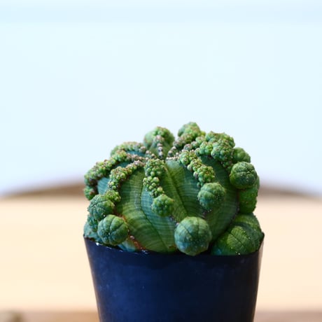 ユーフォルビア  仔吹きシンメトリカ / Euphorbia  symmetrica   no.51462