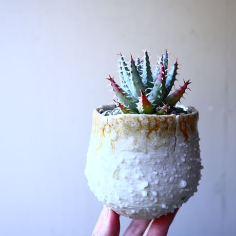 アロエ  エリナケア    Aloe melanacantha v. erinacea   no.11914