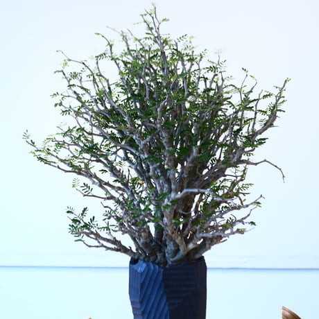 N/OH × Senna meridionalis    no.61863